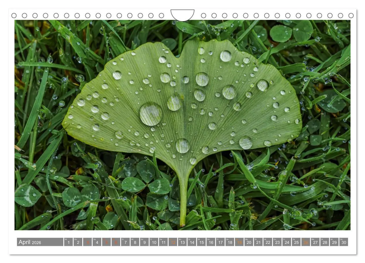 Bild: 9783457344316 | Mit Ginkgo biloba durch das Jahr (Wandkalender 2026 DIN A4 quer),...