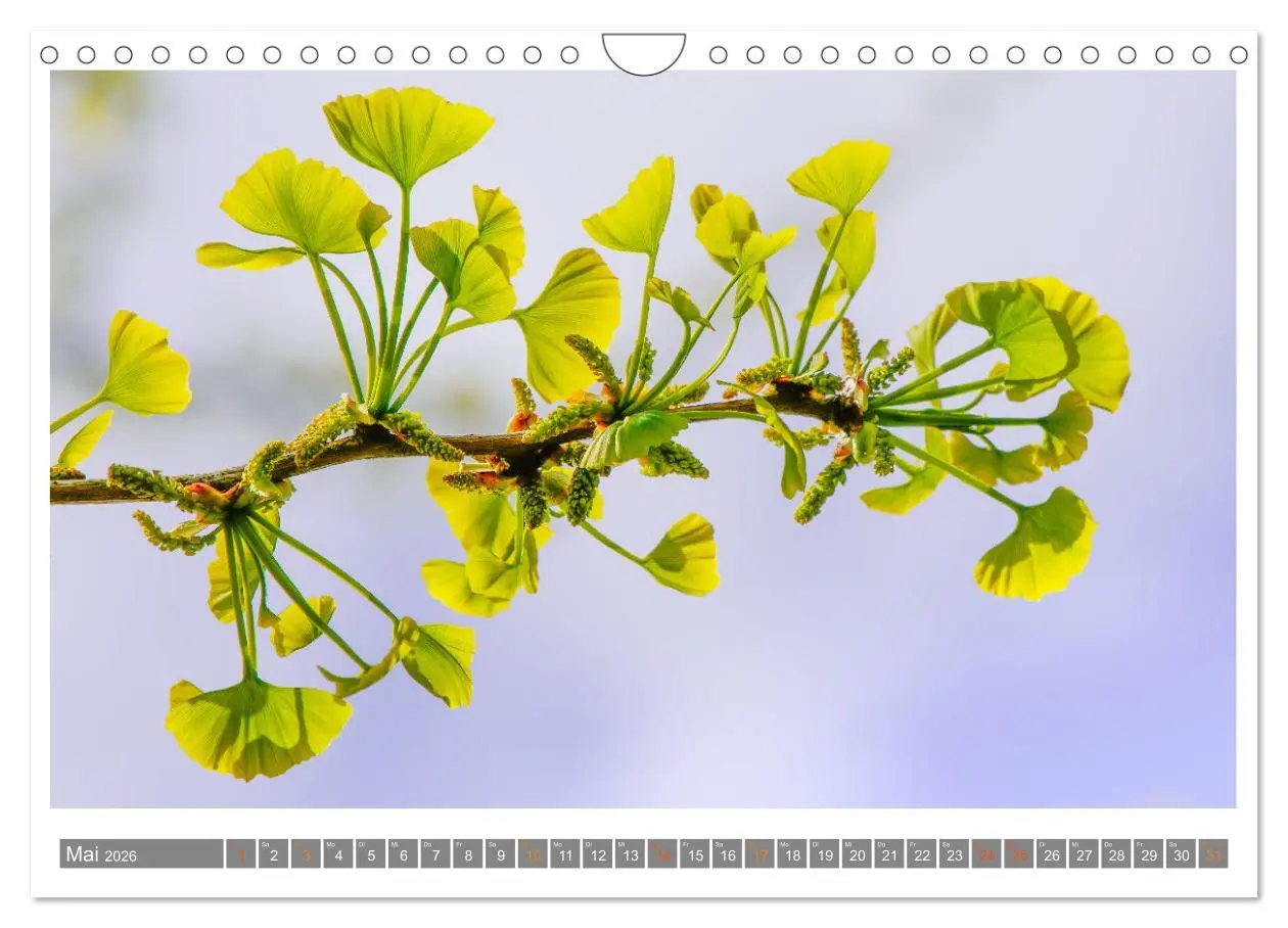 Bild: 9783457344316 | Mit Ginkgo biloba durch das Jahr (Wandkalender 2026 DIN A4 quer),...
