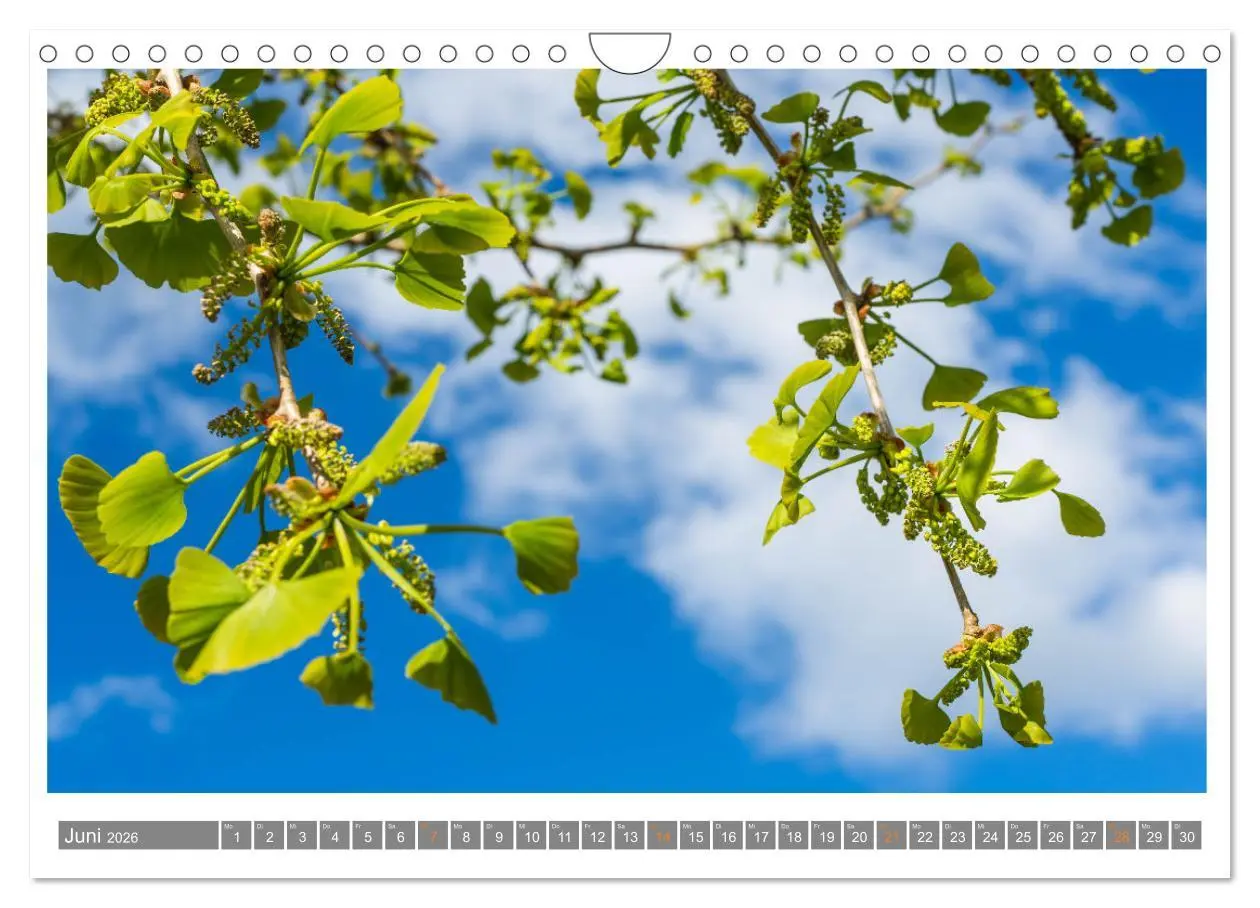 Bild: 9783457344316 | Mit Ginkgo biloba durch das Jahr (Wandkalender 2026 DIN A4 quer),...