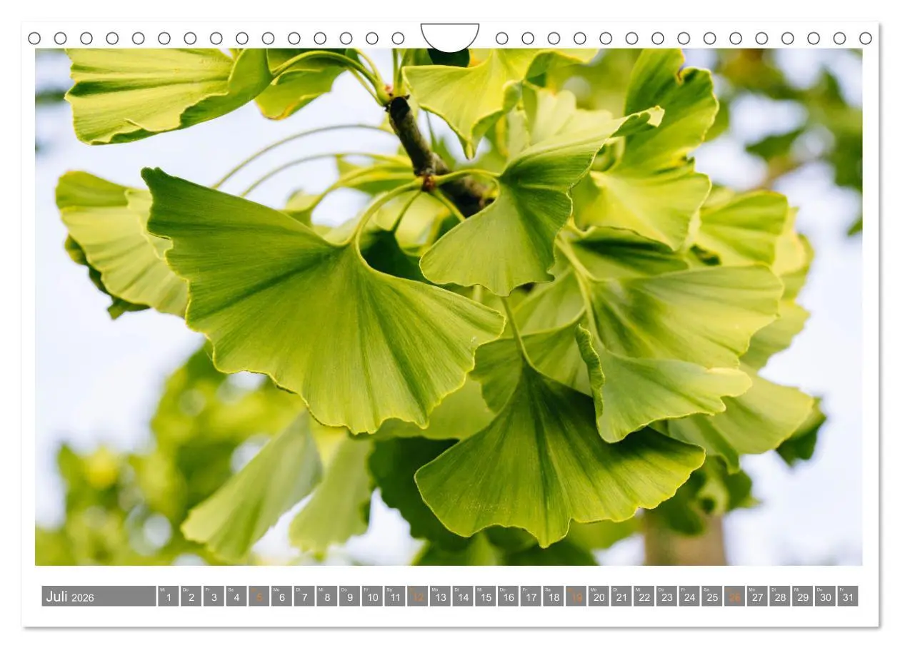 Bild: 9783457344316 | Mit Ginkgo biloba durch das Jahr (Wandkalender 2026 DIN A4 quer),...
