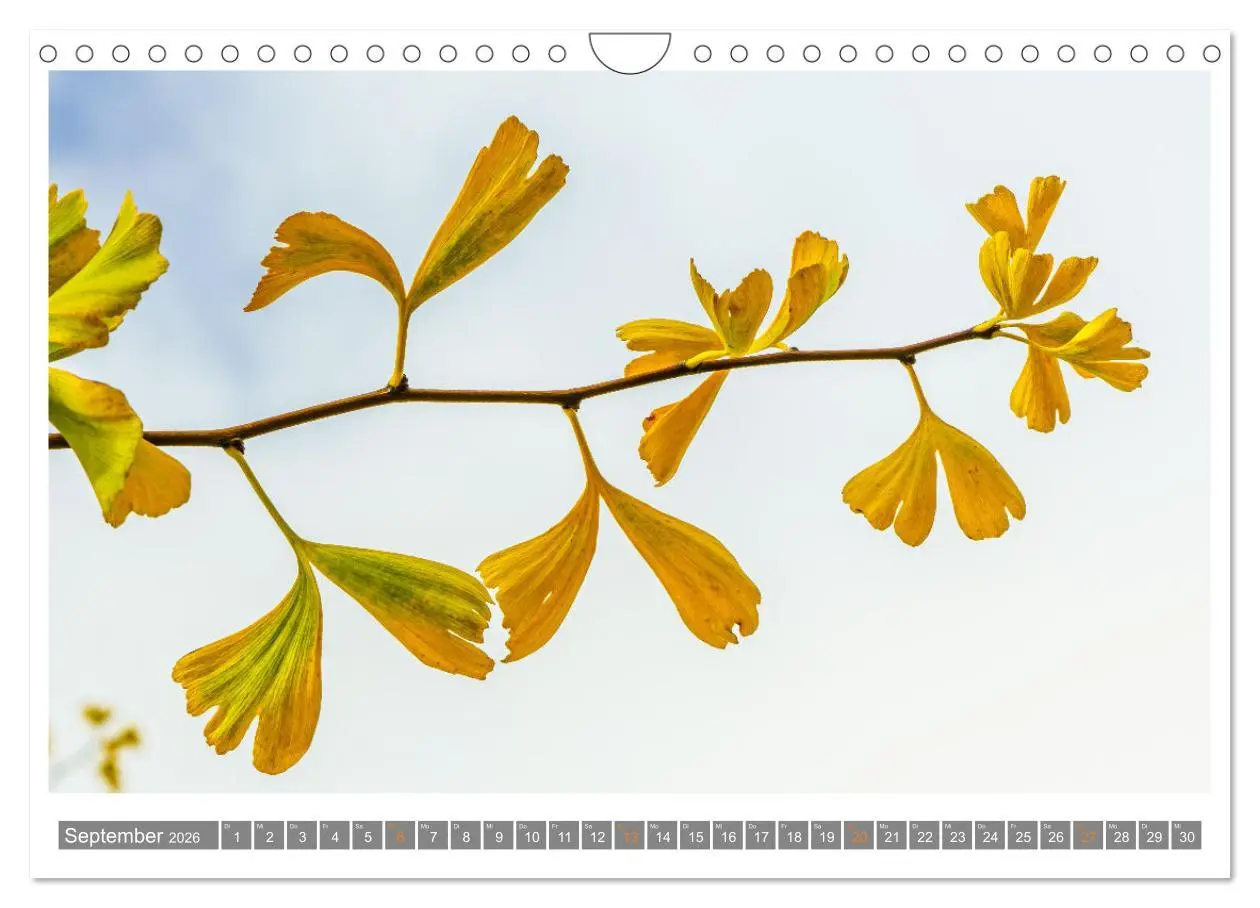 Bild: 9783457344316 | Mit Ginkgo biloba durch das Jahr (Wandkalender 2026 DIN A4 quer),...