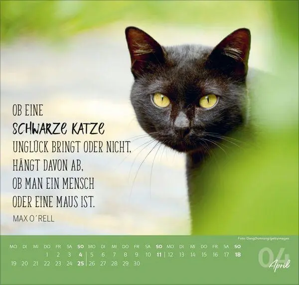 Bild: 9783819304316 | Live, Love, Meow 2027 | Verlag Korsch | Kalender | 1 S. | Deutsch