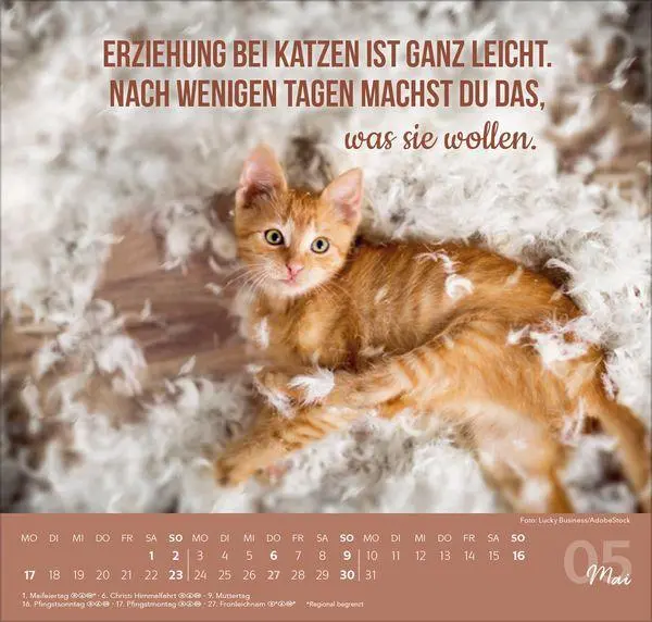 Bild: 9783819304316 | Live, Love, Meow 2027 | Verlag Korsch | Kalender | 1 S. | Deutsch
