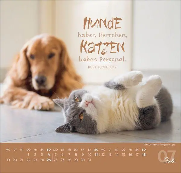 Bild: 9783819304316 | Live, Love, Meow 2027 | Verlag Korsch | Kalender | 1 S. | Deutsch