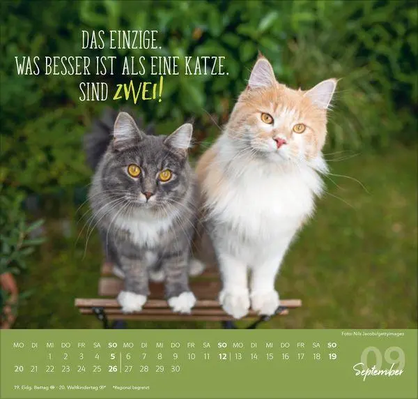 Bild: 9783819304316 | Live, Love, Meow 2027 | Verlag Korsch | Kalender | 1 S. | Deutsch
