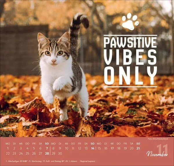 Bild: 9783819304316 | Live, Love, Meow 2027 | Verlag Korsch | Kalender | 1 S. | Deutsch