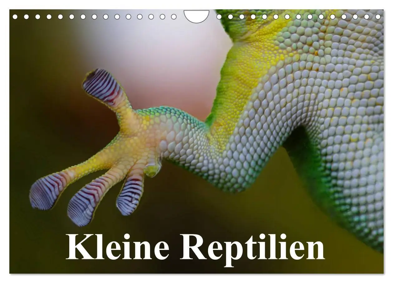 Cover: 9783516044416 | Kleine Reptilien (Wandkalender 2026 DIN A4 quer), CALVENDO...