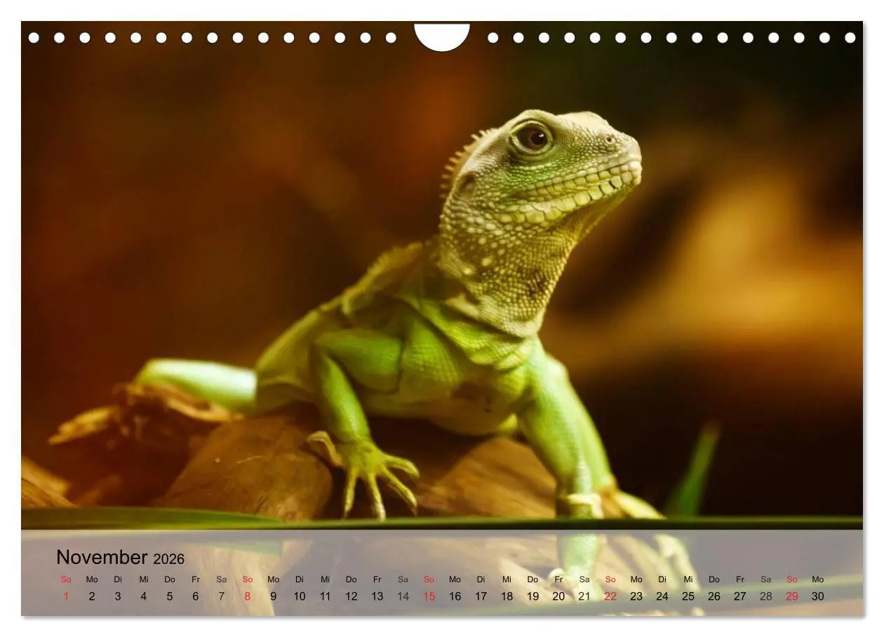 Bild: 9783516044416 | Kleine Reptilien (Wandkalender 2026 DIN A4 quer), CALVENDO...