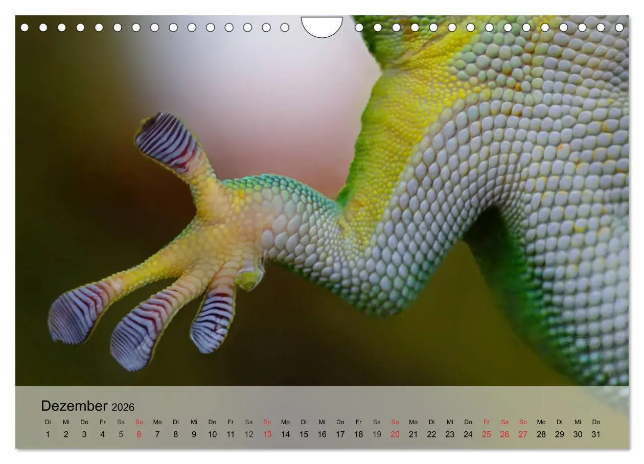Bild: 9783516044416 | Kleine Reptilien (Wandkalender 2026 DIN A4 quer), CALVENDO...