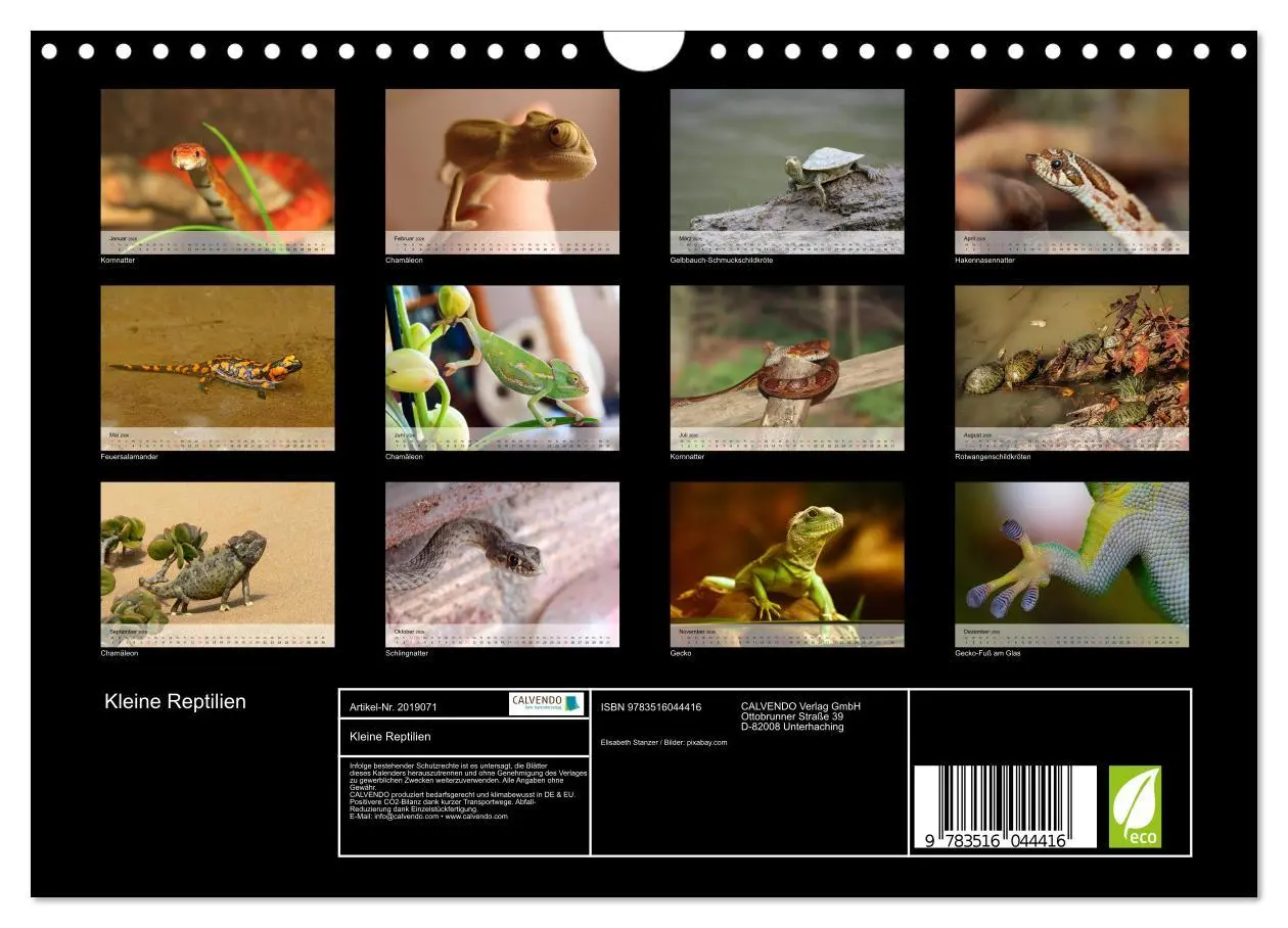 Bild: 9783516044416 | Kleine Reptilien (Wandkalender 2026 DIN A4 quer), CALVENDO...