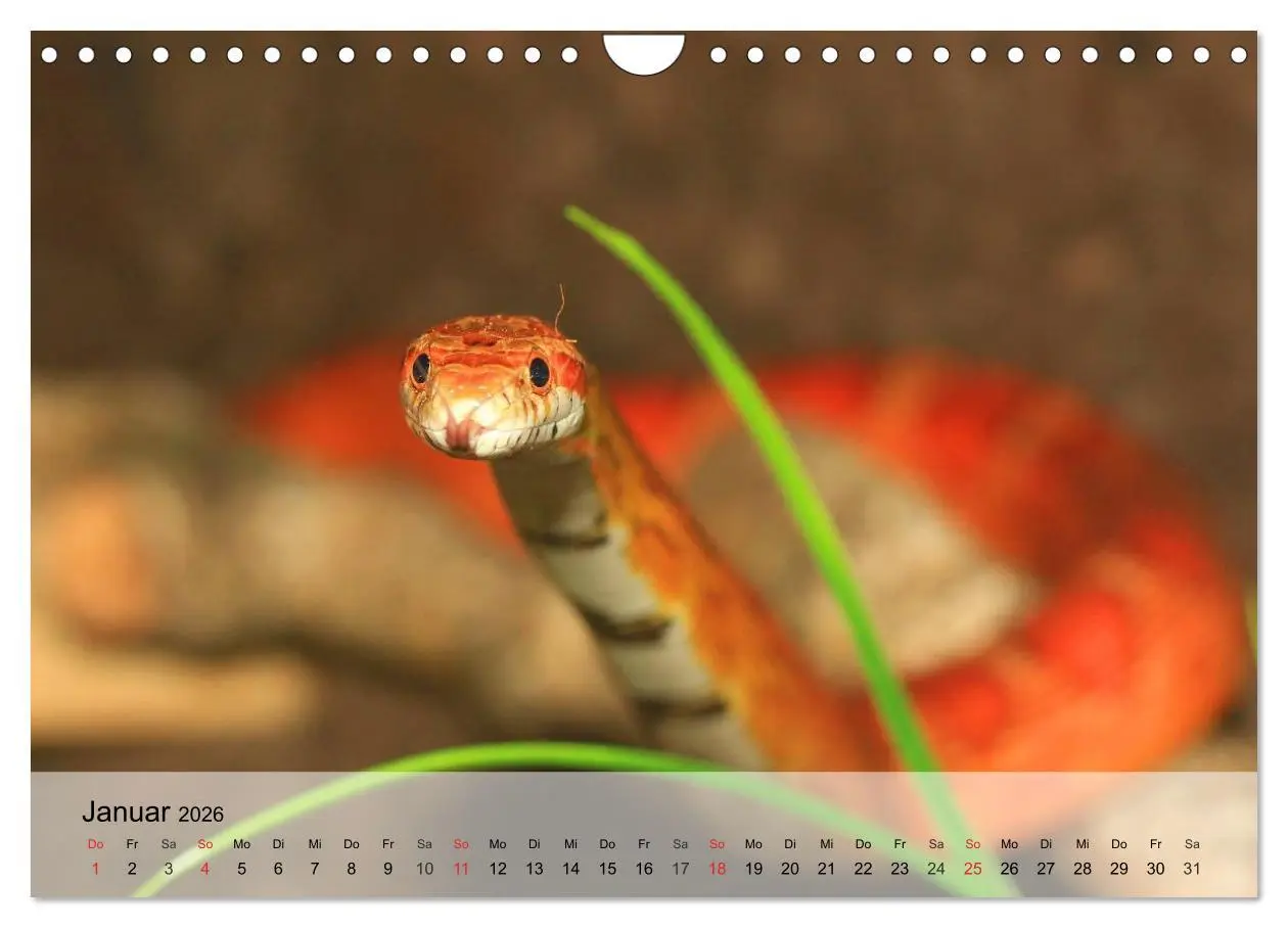 Bild: 9783516044416 | Kleine Reptilien (Wandkalender 2026 DIN A4 quer), CALVENDO...