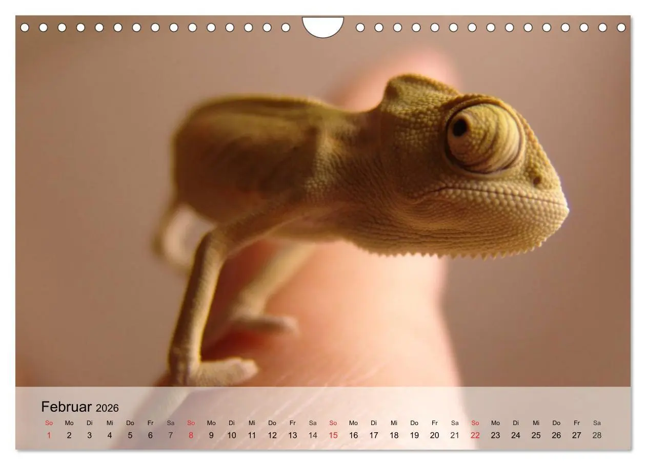 Bild: 9783516044416 | Kleine Reptilien (Wandkalender 2026 DIN A4 quer), CALVENDO...