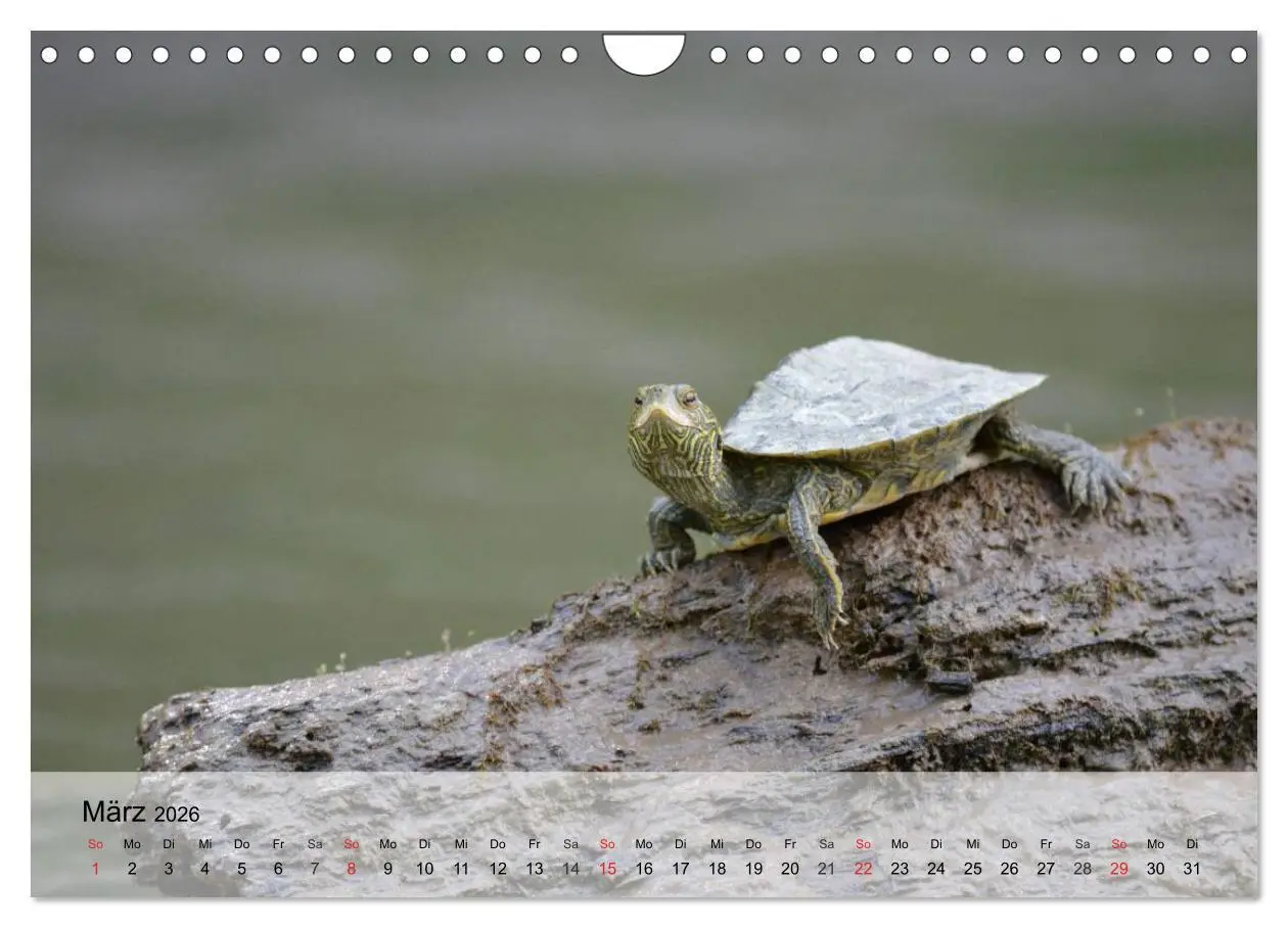 Bild: 9783516044416 | Kleine Reptilien (Wandkalender 2026 DIN A4 quer), CALVENDO...