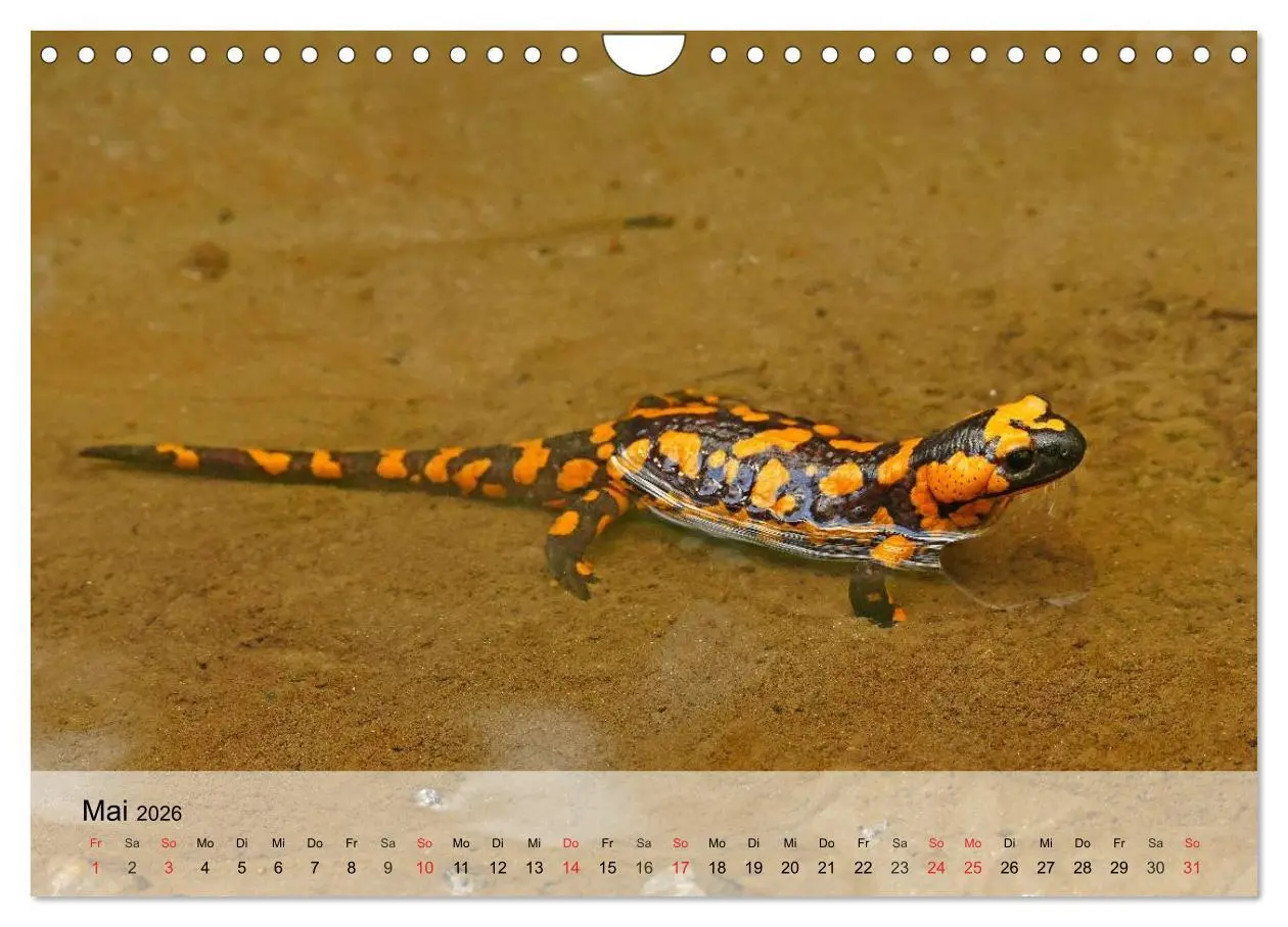 Bild: 9783516044416 | Kleine Reptilien (Wandkalender 2026 DIN A4 quer), CALVENDO...