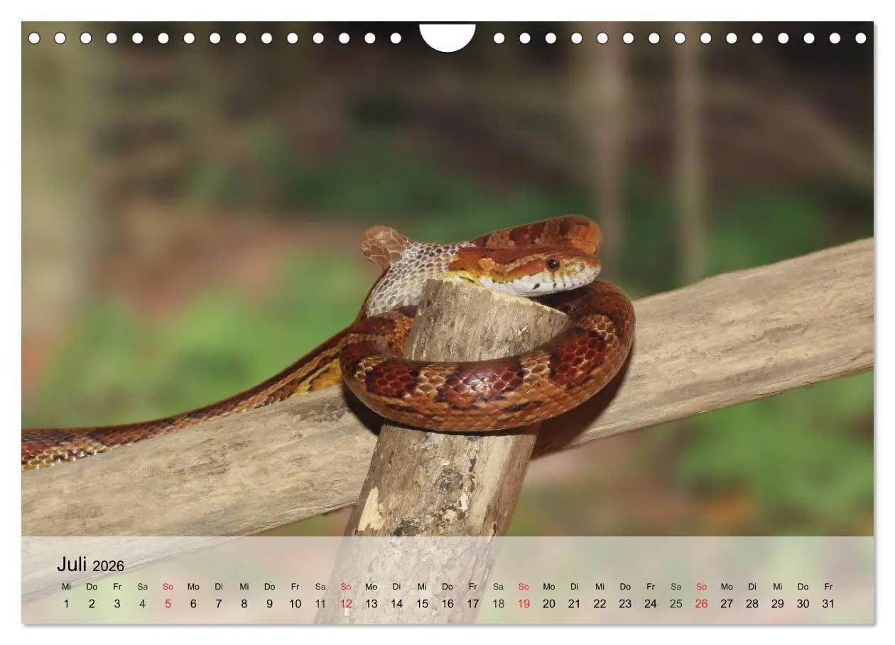 Bild: 9783516044416 | Kleine Reptilien (Wandkalender 2026 DIN A4 quer), CALVENDO...
