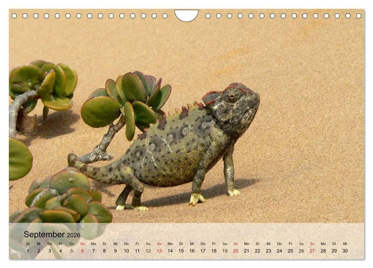 Bild: 9783516044416 | Kleine Reptilien (Wandkalender 2026 DIN A4 quer), CALVENDO...