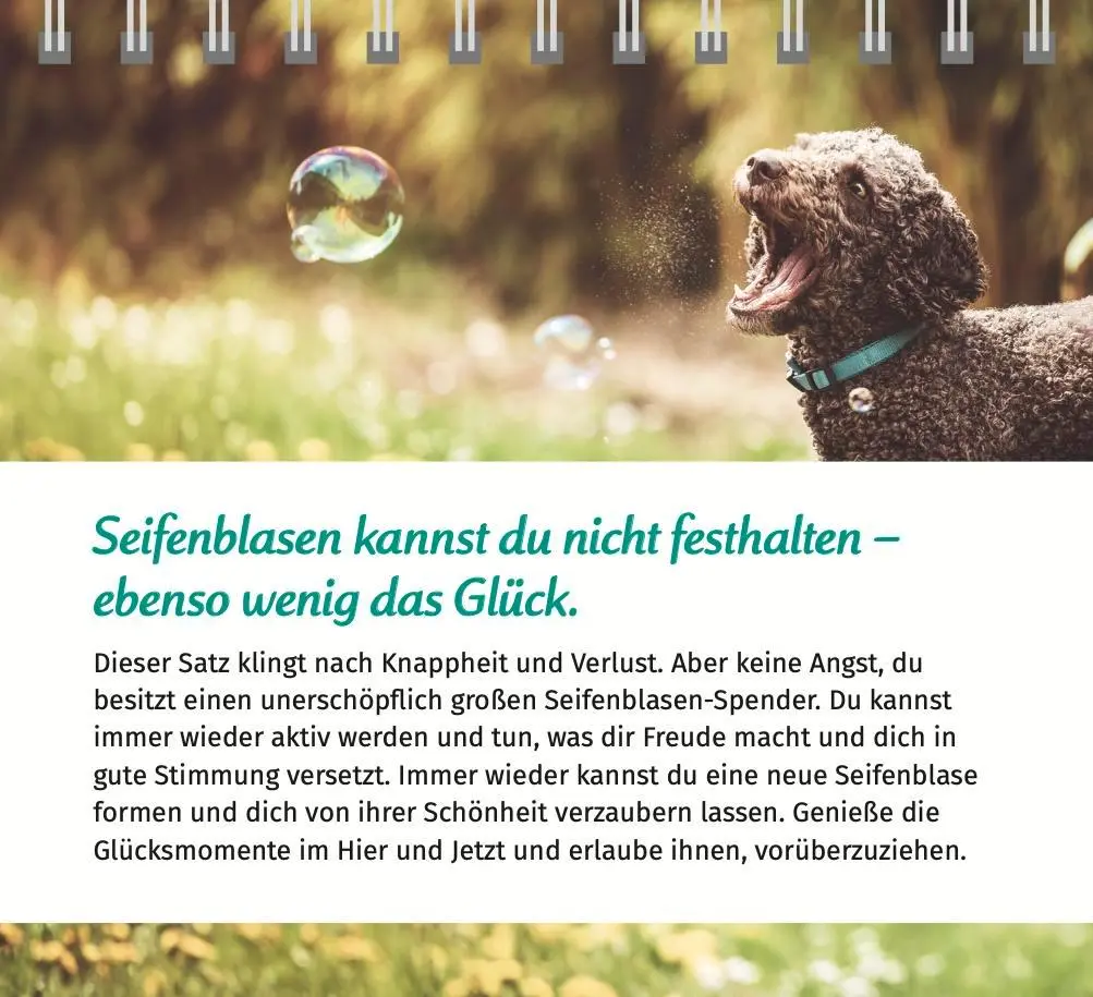 Bild: 9783910294516 | Der Lebensfreude-Tischkalender 2026 | Doris Wolf (u. a.) | Kalender