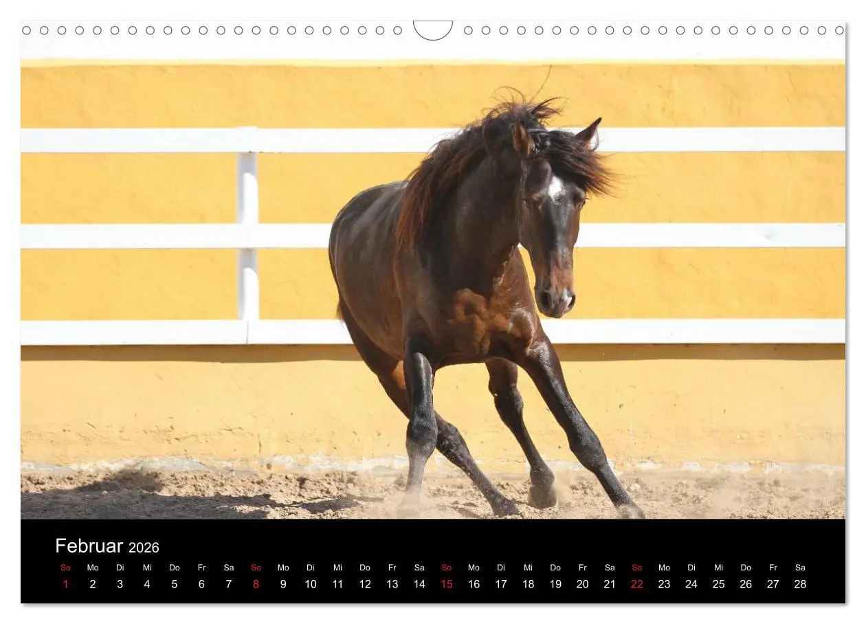 Bild: 9783516024616 | Caballos Spanische Pferde 2026 (Wandkalender 2026 DIN A3 quer),...