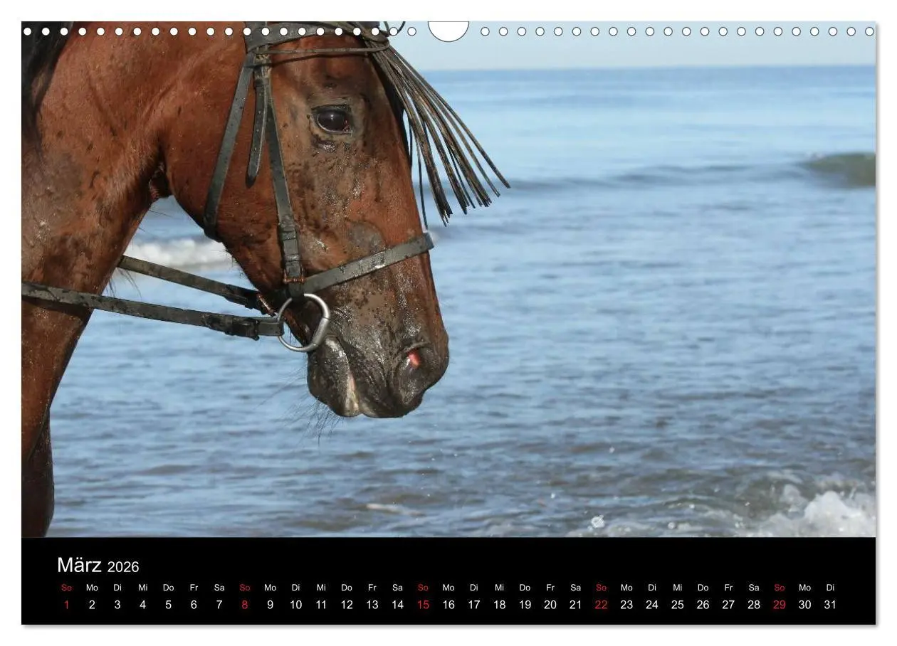 Bild: 9783516024616 | Caballos Spanische Pferde 2026 (Wandkalender 2026 DIN A3 quer),...