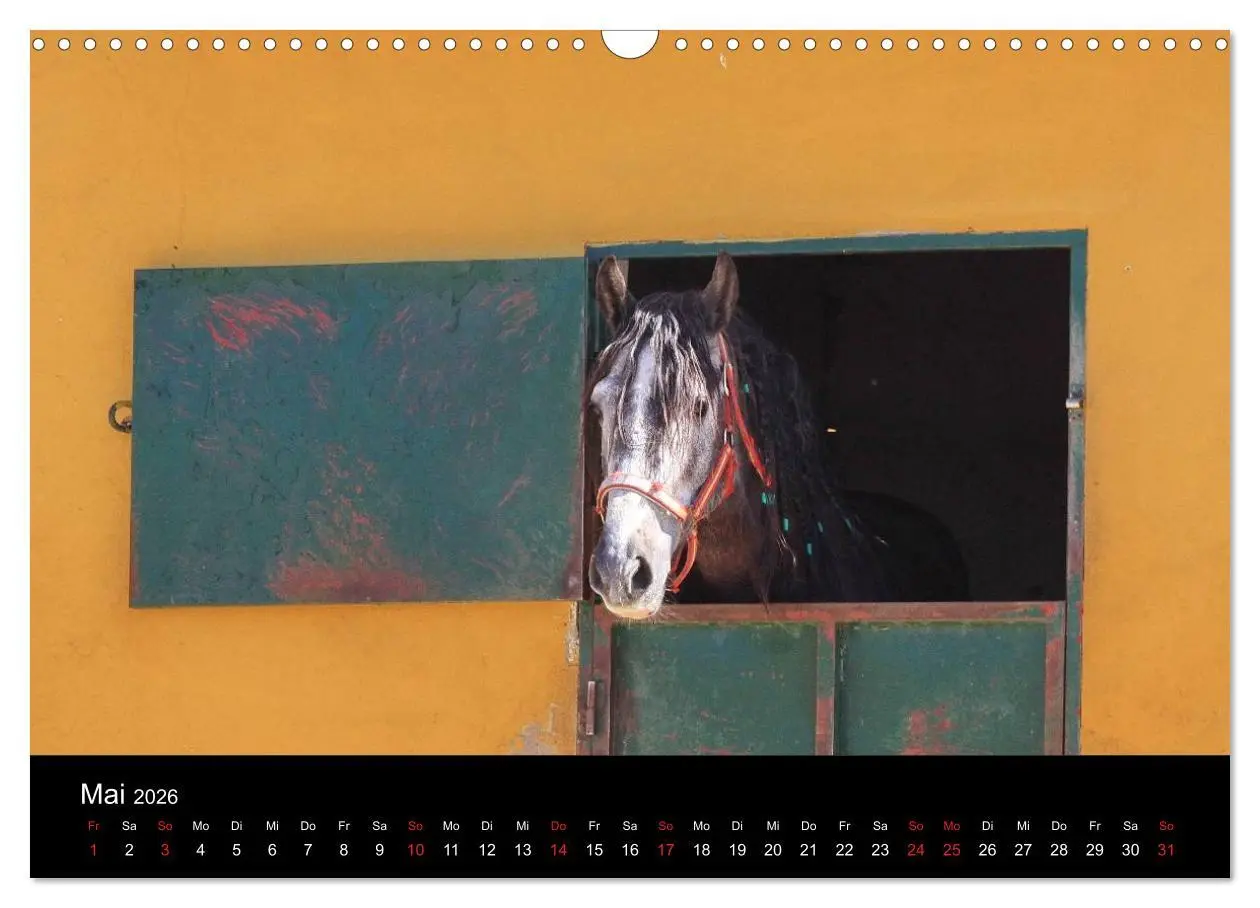 Bild: 9783516024616 | Caballos Spanische Pferde 2026 (Wandkalender 2026 DIN A3 quer),...