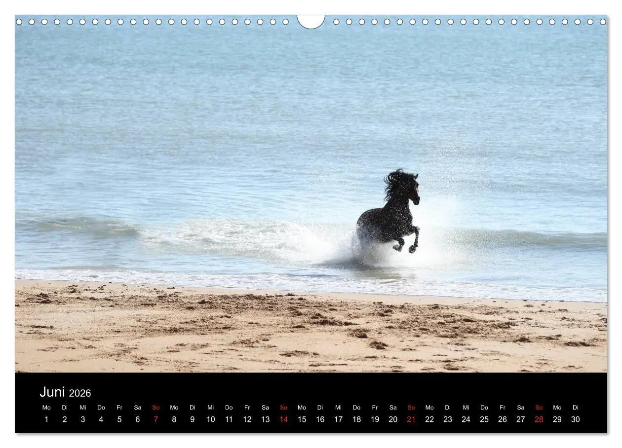 Bild: 9783516024616 | Caballos Spanische Pferde 2026 (Wandkalender 2026 DIN A3 quer),...