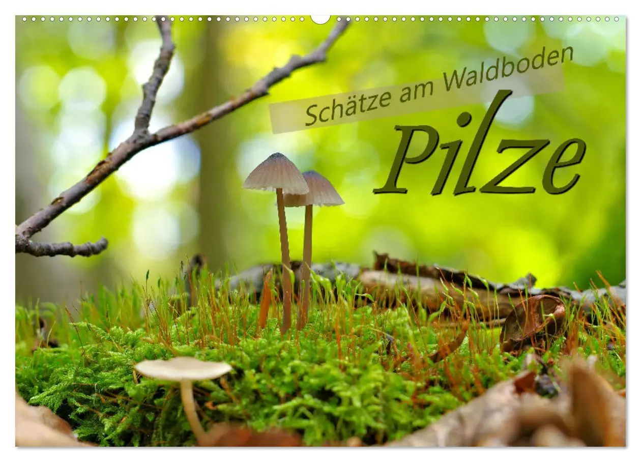 Cover: 9783457544716 | Pilze - Schätze am Waldboden (Wandkalender 2026 DIN A2 quer),...