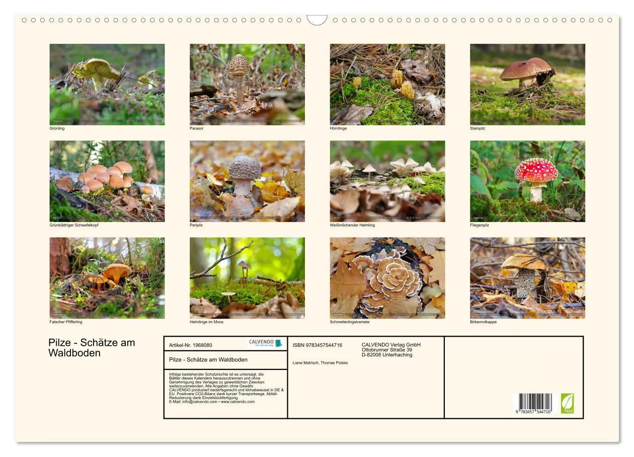 Bild: 9783457544716 | Pilze - Schätze am Waldboden (Wandkalender 2026 DIN A2 quer),...
