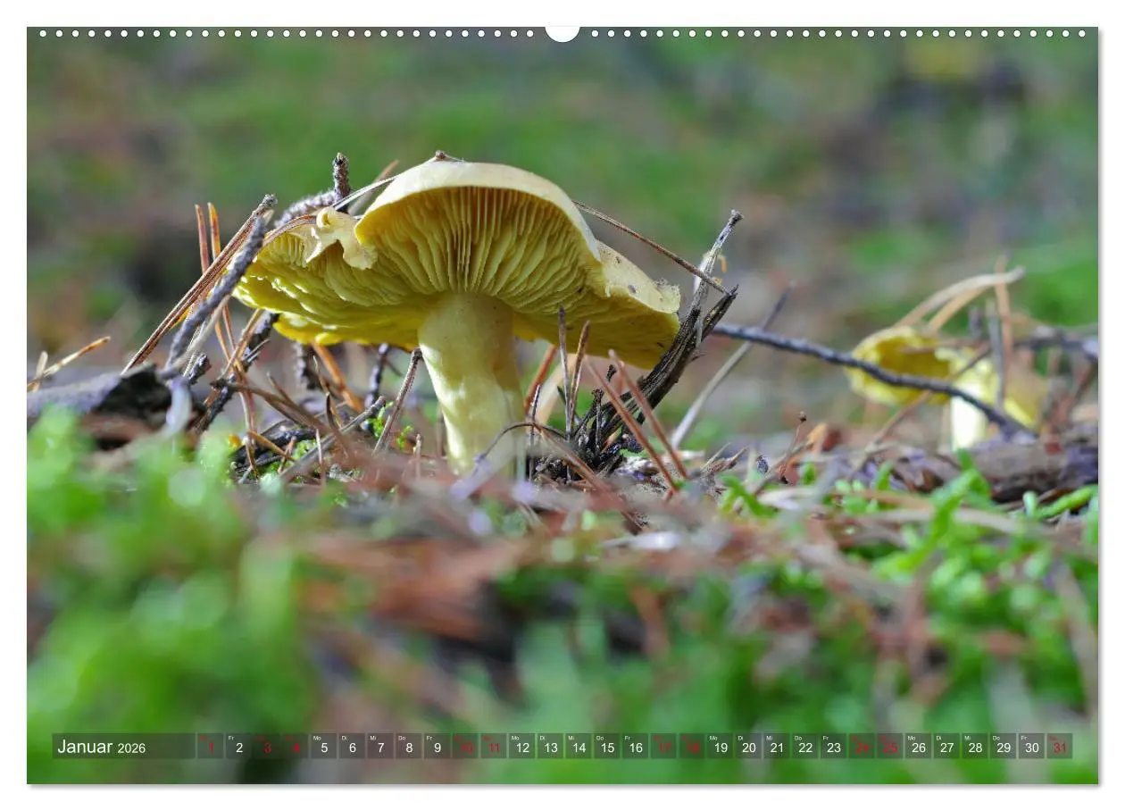 Bild: 9783457544716 | Pilze - Schätze am Waldboden (Wandkalender 2026 DIN A2 quer),...