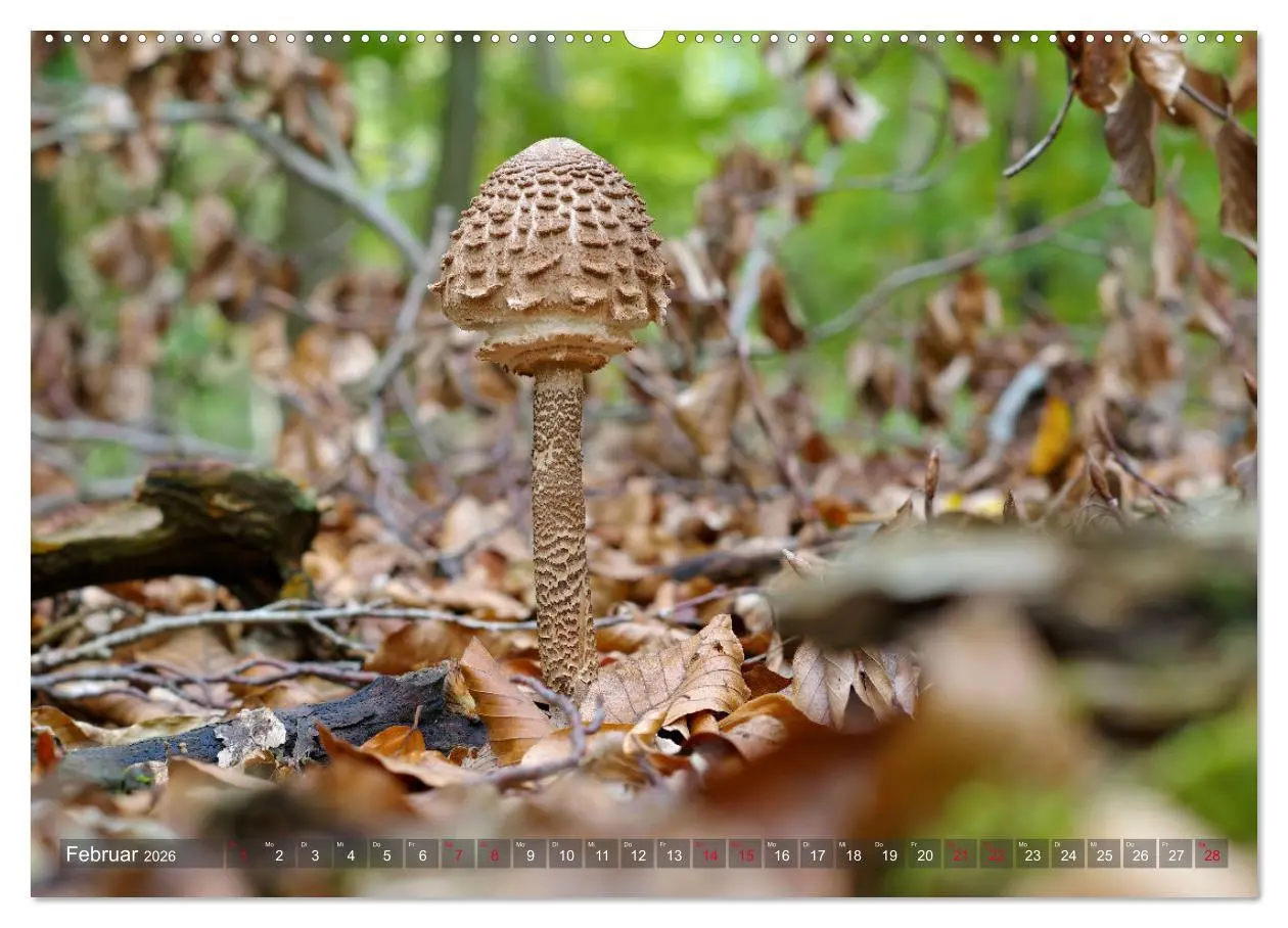 Bild: 9783457544716 | Pilze - Schätze am Waldboden (Wandkalender 2026 DIN A2 quer),...