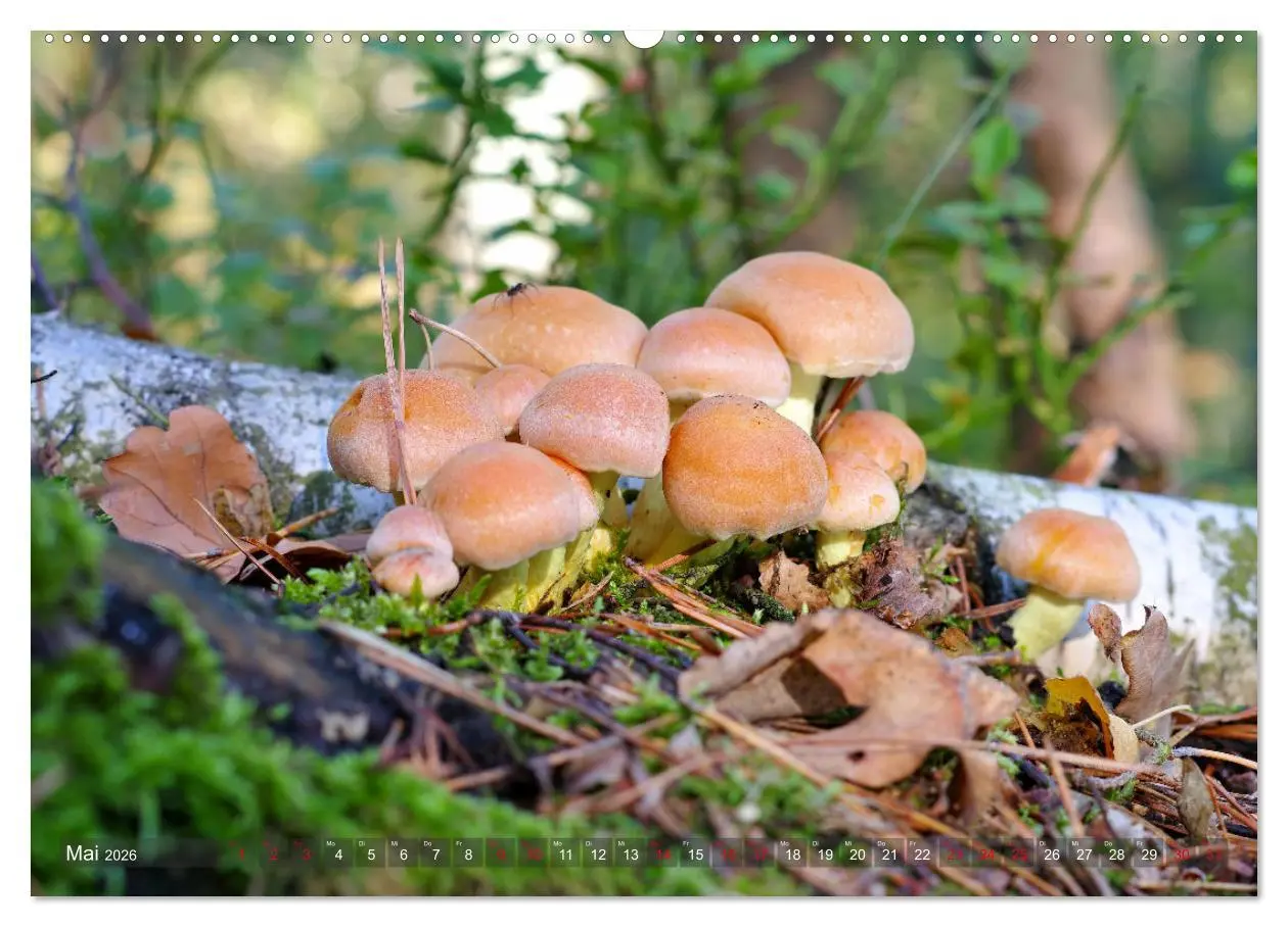 Bild: 9783457544716 | Pilze - Schätze am Waldboden (Wandkalender 2026 DIN A2 quer),...