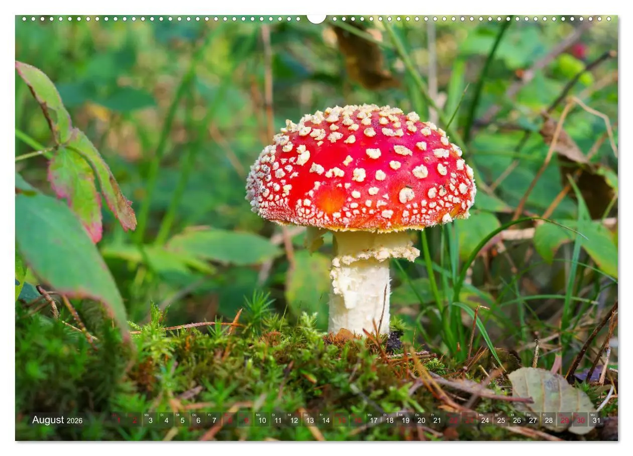 Bild: 9783457544716 | Pilze - Schätze am Waldboden (Wandkalender 2026 DIN A2 quer),...