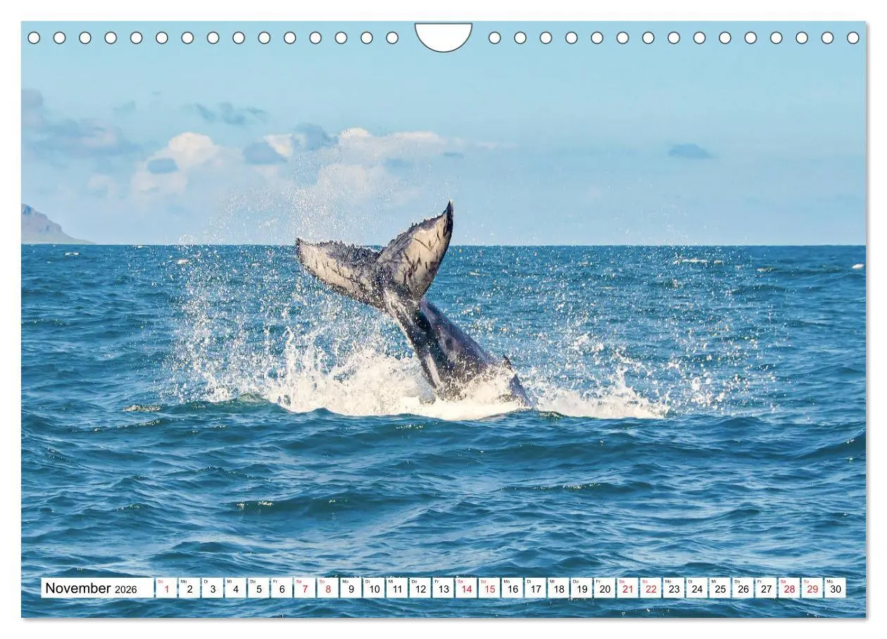 Bild: 9783457784716 | Boa Vista - die drittgrößte Kapverdische Insel (Wandkalender 2026...