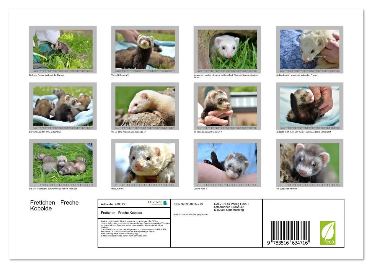 Bild: 9783516634716 | Frettchen - Freche Kobolde (Wandkalender 2026 DIN A4 quer),...