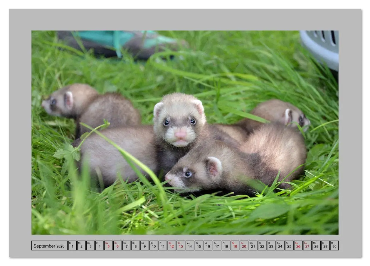Bild: 9783516634716 | Frettchen - Freche Kobolde (Wandkalender 2026 DIN A4 quer),...