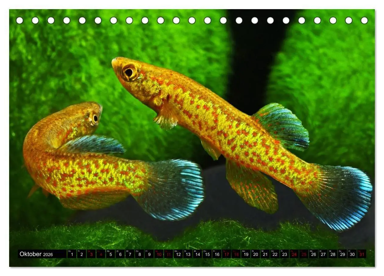 Bild: 9783457534816 | Outdoor-Aquaristik (Tischkalender 2026 DIN A5 quer), CALVENDO...