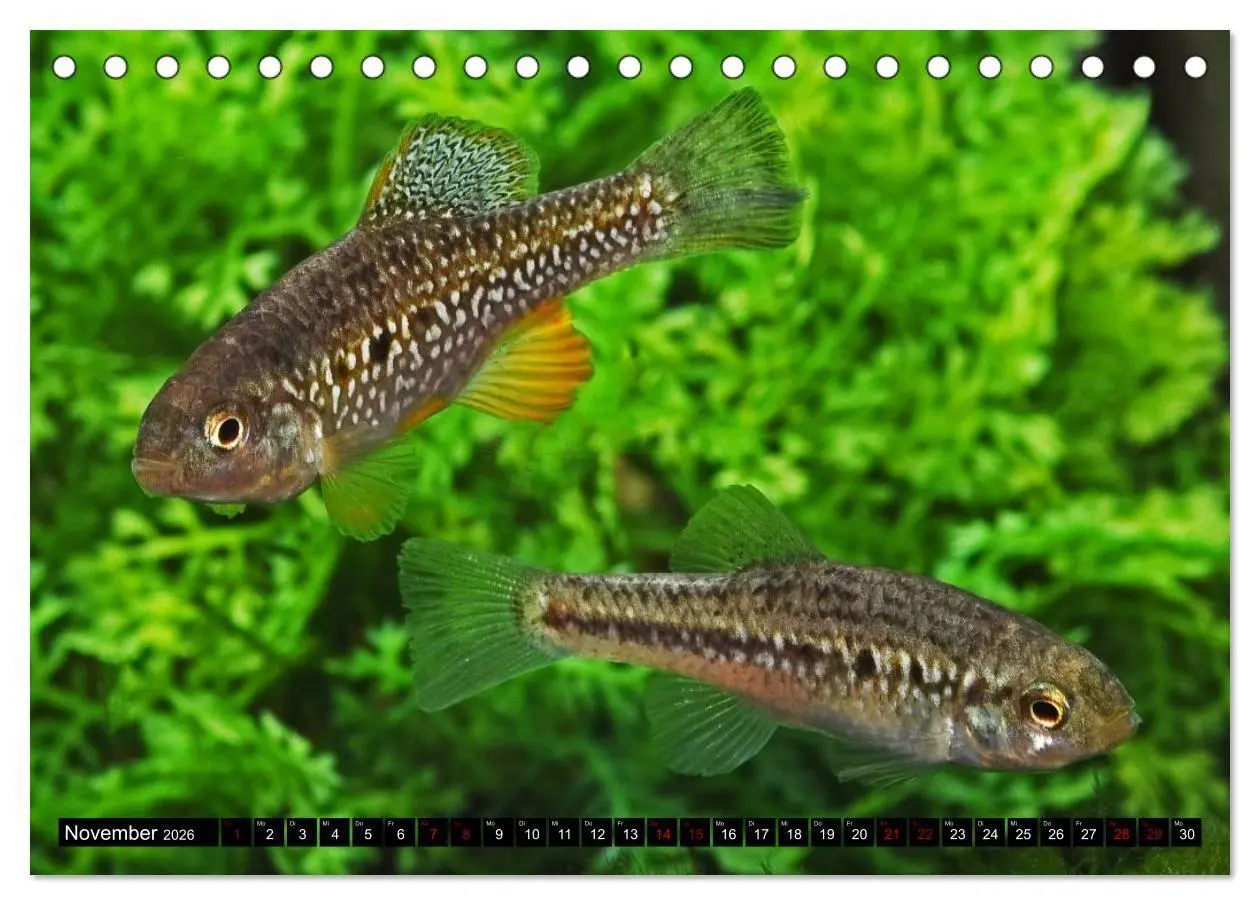 Bild: 9783457534816 | Outdoor-Aquaristik (Tischkalender 2026 DIN A5 quer), CALVENDO...
