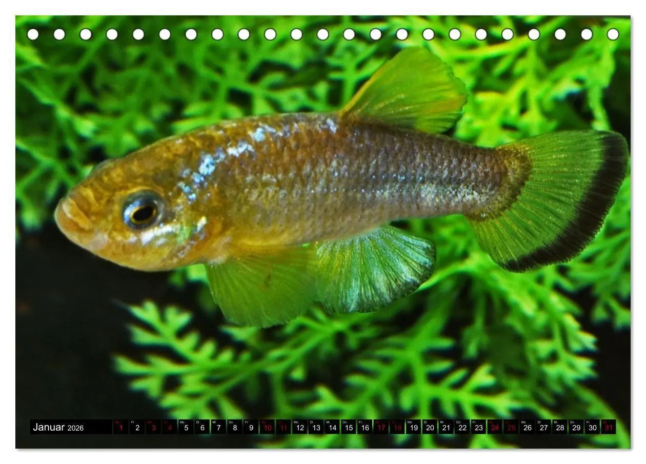 Bild: 9783457534816 | Outdoor-Aquaristik (Tischkalender 2026 DIN A5 quer), CALVENDO...