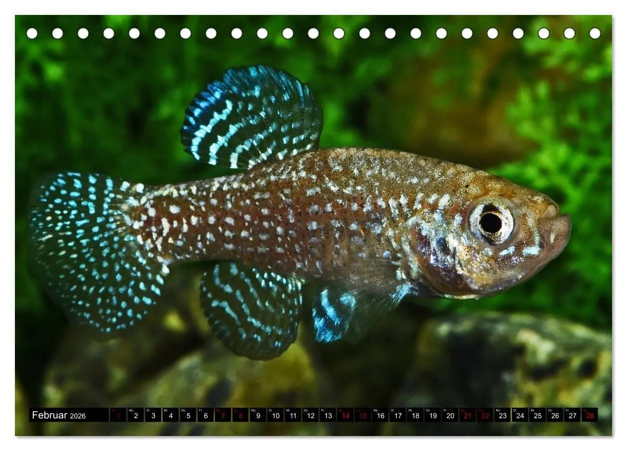 Bild: 9783457534816 | Outdoor-Aquaristik (Tischkalender 2026 DIN A5 quer), CALVENDO...