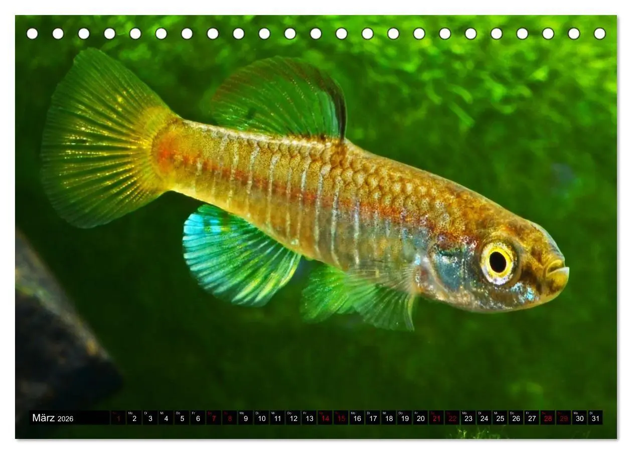 Bild: 9783457534816 | Outdoor-Aquaristik (Tischkalender 2026 DIN A5 quer), CALVENDO...
