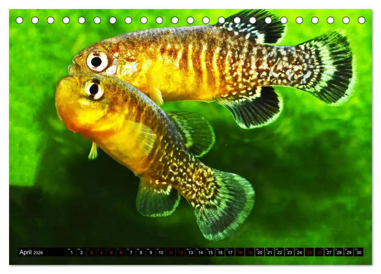 Bild: 9783457534816 | Outdoor-Aquaristik (Tischkalender 2026 DIN A5 quer), CALVENDO...