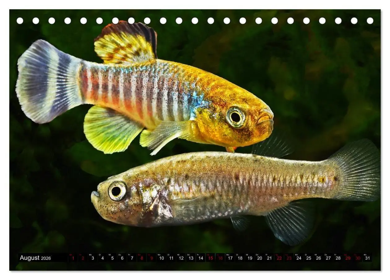 Bild: 9783457534816 | Outdoor-Aquaristik (Tischkalender 2026 DIN A5 quer), CALVENDO...