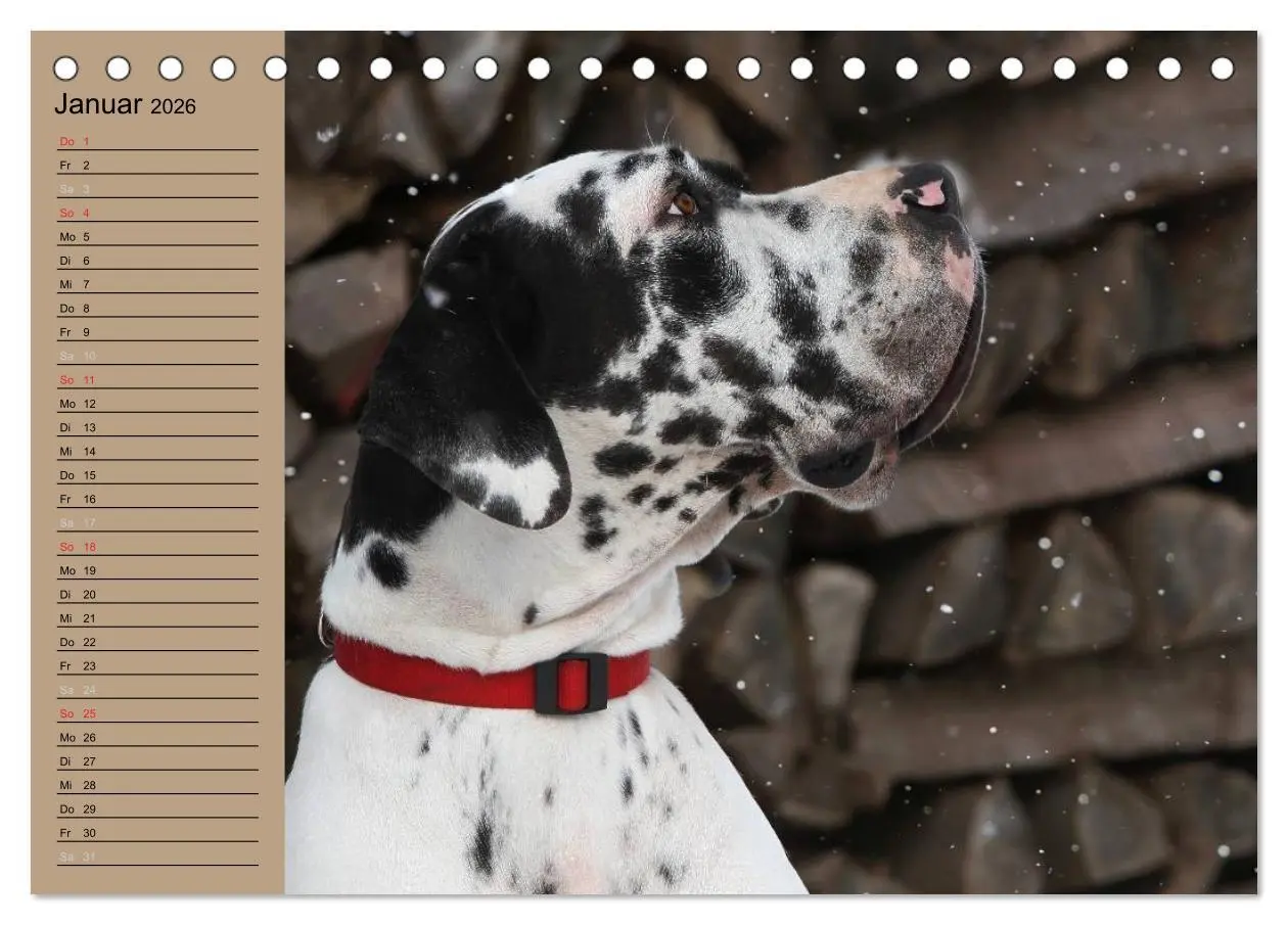 Bild: 9783457965016 | Deutsche Doggen - Sanfte Riesen (Tischkalender 2026 DIN A5 quer),...