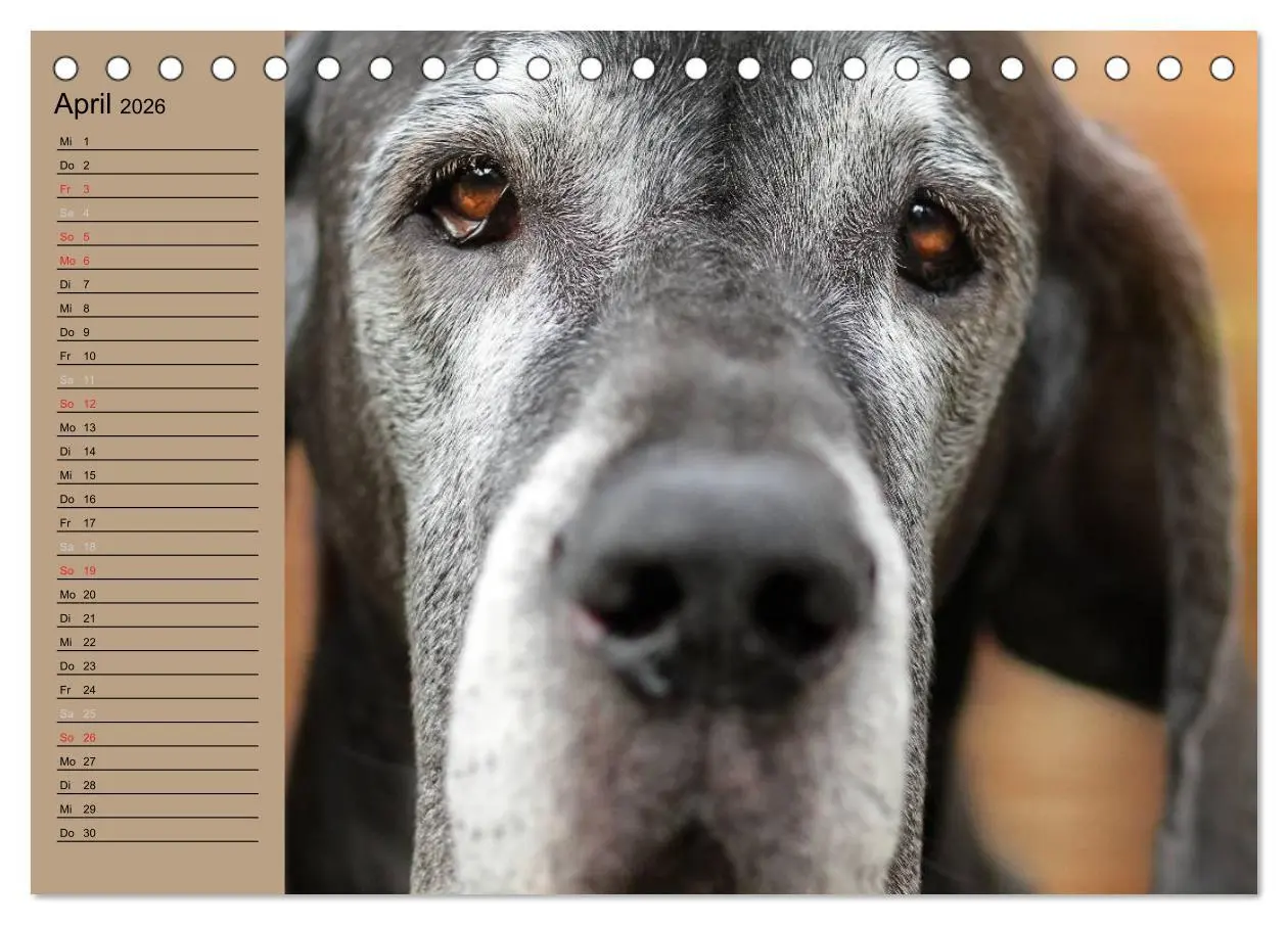 Bild: 9783457965016 | Deutsche Doggen - Sanfte Riesen (Tischkalender 2026 DIN A5 quer),...