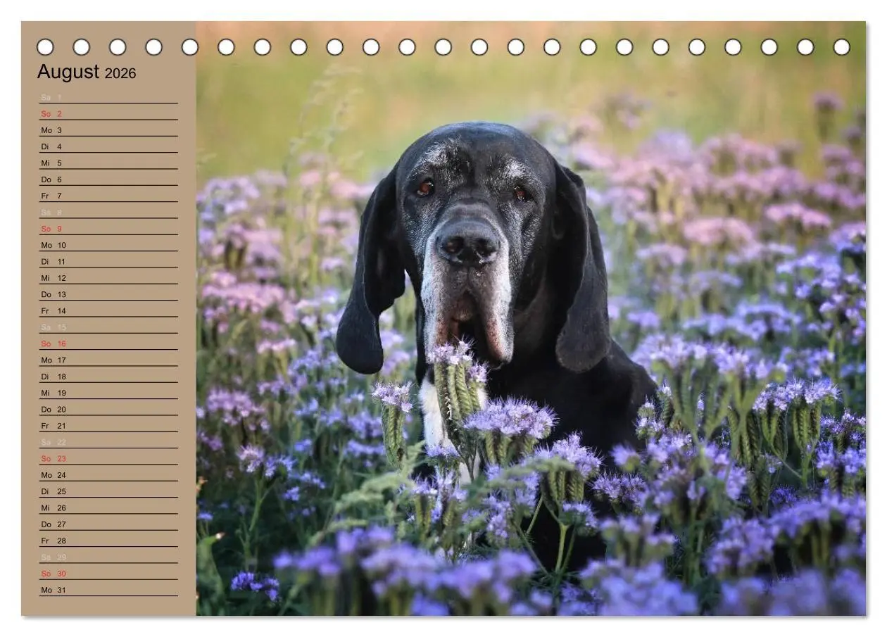 Bild: 9783457965016 | Deutsche Doggen - Sanfte Riesen (Tischkalender 2026 DIN A5 quer),...