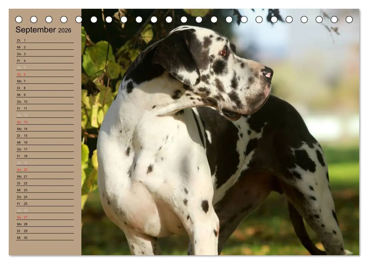 Bild: 9783457965016 | Deutsche Doggen - Sanfte Riesen (Tischkalender 2026 DIN A5 quer),...