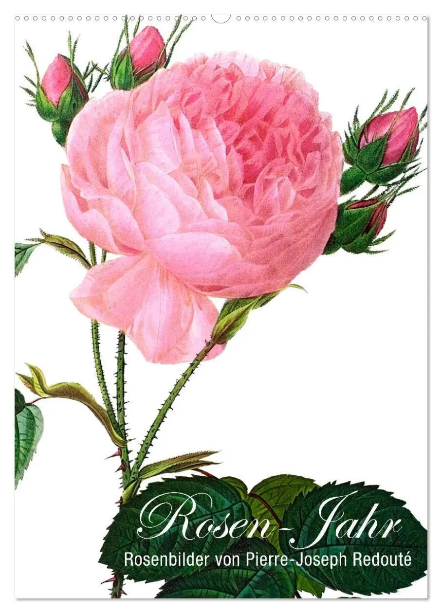 Cover: 9783569445116 | Rosen-Jahr (Wandkalender 2027 DIN A2 hoch), CALVENDO Monatskalender
