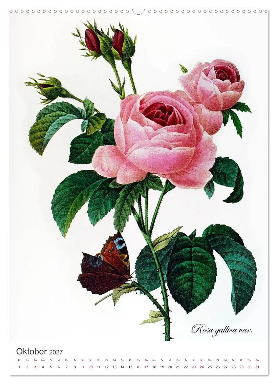Bild: 9783569445116 | Rosen-Jahr (Wandkalender 2027 DIN A2 hoch), CALVENDO Monatskalender