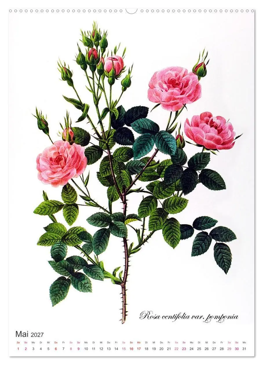 Bild: 9783569445116 | Rosen-Jahr (Wandkalender 2027 DIN A2 hoch), CALVENDO Monatskalender