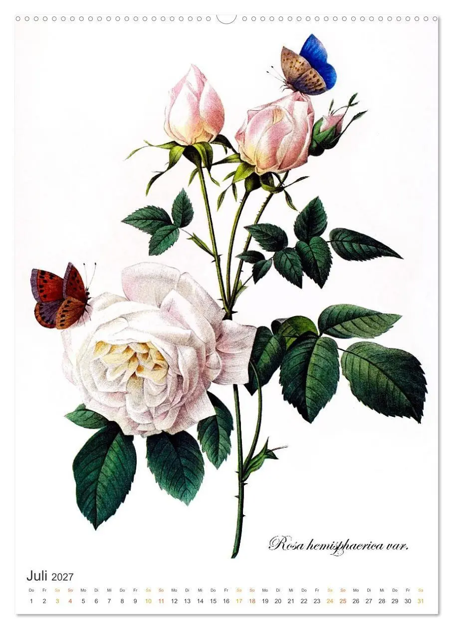 Bild: 9783569445116 | Rosen-Jahr (Wandkalender 2027 DIN A2 hoch), CALVENDO Monatskalender