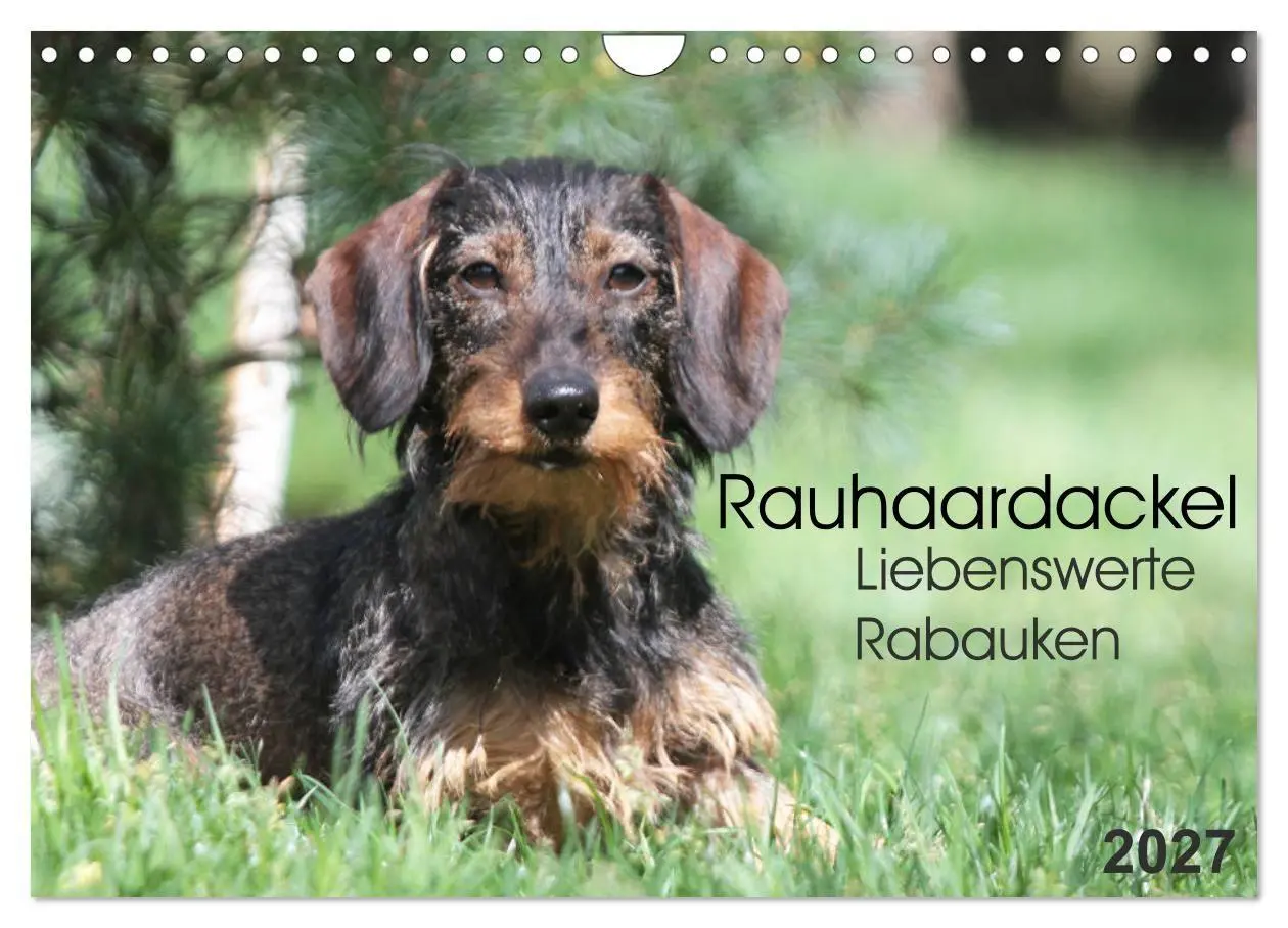 Cover: 9783594195116 | Liebenswerte Rabauken - Rauhaardackel (Wandkalender 2027 DIN A4...
